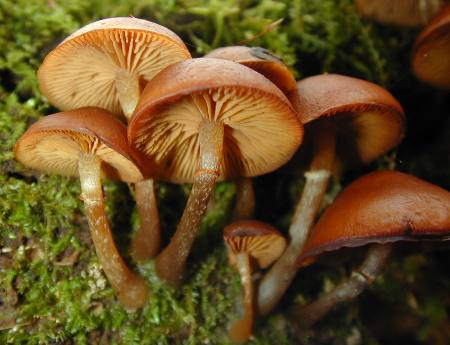 Galerina autumnalis. photo by Sean Westmoreland, M.S.