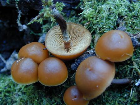 Galerina autumnalis, photo by Sean Westmoreland, M.S.