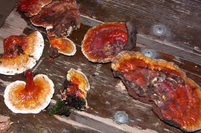 wild Ganoderma lucidum from Indiana