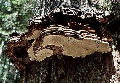 Ganoderma applanatum