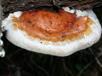 Ganoderma curtisii