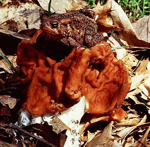 Gyromitra brunnea toadstool