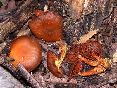 Gymnopilus spectabilis