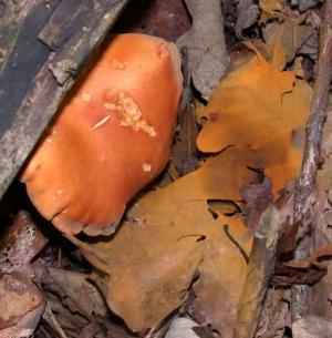 spore print of Gymnopilus