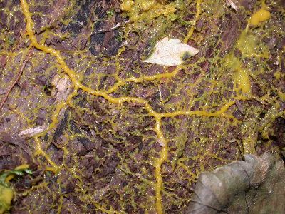 phaneroplasmodium of a slime mold