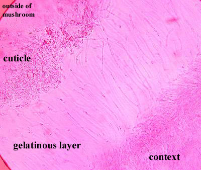 Hohenbuehelia cross section of cap