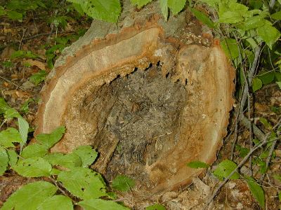 heartrot resulting in a hollow log