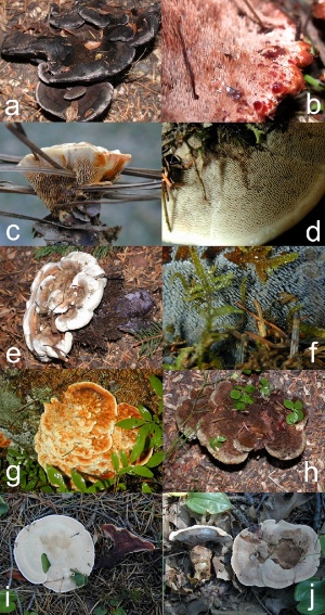 many Hydnellum species