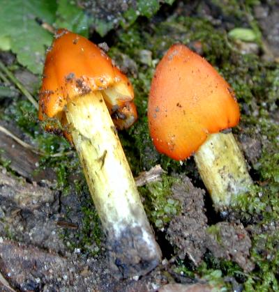 Hygrocybe conica