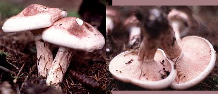 Hygrophorus russula