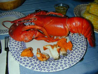 lobster mushroms with lobster at Eagle Hill, Maine