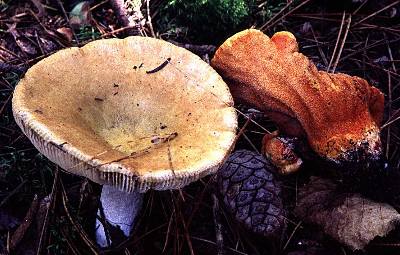 Hypomyces and the Russula it's likely parasitizing