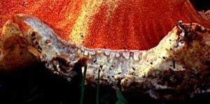 Hypomyces cross section showing perithecia embedded in the orange stroma