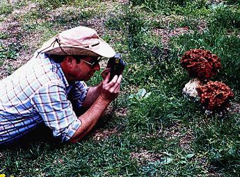 Jay Justice with false morels