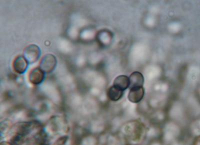 Leucopholiota decorosa amyloid spores in tetrads