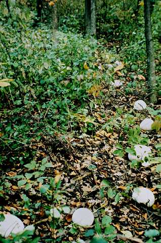 part of a Fairy ring of 53 giant puffballs