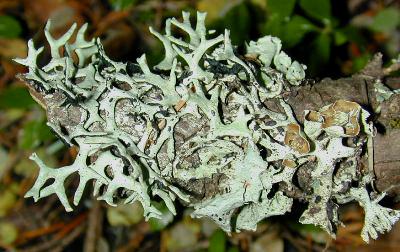 beautiful lichen from Oregon