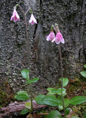 Linnaea borealis flowering