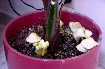 Leucocoprinus with a potted plant