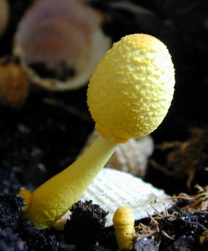 Leucocoprinus in a potted plant with shells