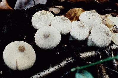 Lycoperdon pyriforme, the pear shaped puffball