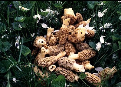 morels with apple blossoms