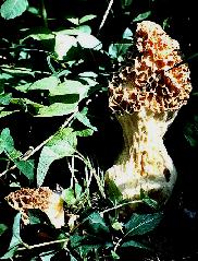 Morchella crassipes