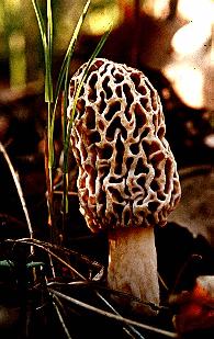 Morchella esculenta