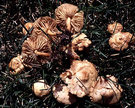 Marasmius oreades close-up