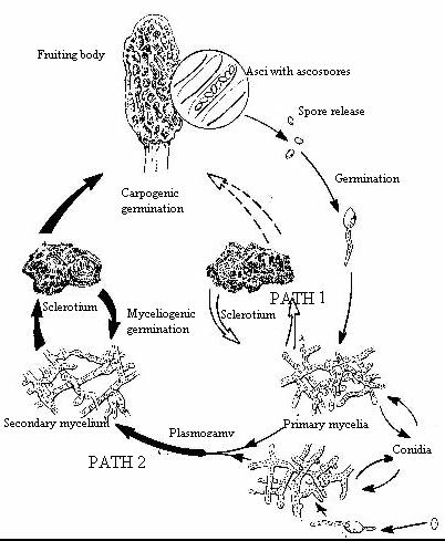 morel life cycle