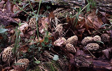 some of the 117 morels under one tree 1998