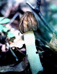 Morchella semilibera