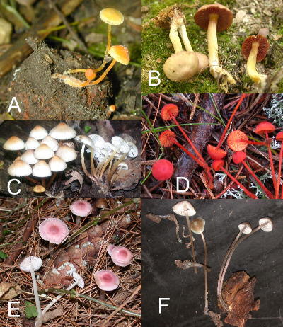 A=M. luteopallens B=M. rutilaniformis C=M. galericulata D=M. strobilinoides E=M. pura F= M. subcaerulea