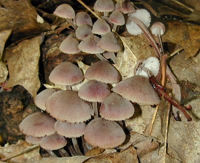 Mycena haematopus in a caespitose cluster