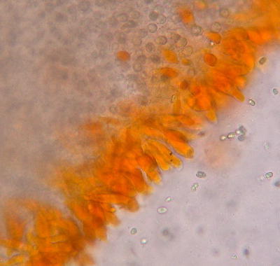 Mycena leaiana microscopic cross section of the gills The cystidia are bright orange