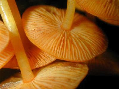 Mycena leaiana gills-- note the orange gill edges