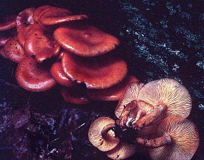 The jack-o-lantern mushroom