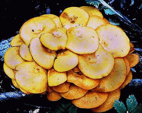 The jack-o-lantern mushroom