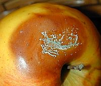 Penicillium digitatum on apple