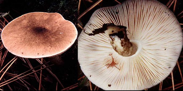 Pluteus cervinus