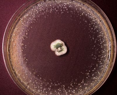 Penicillium chrysogenum inhibiting the growth of Stapylococcus aureus.  Thanks to Kathleen Engelbrecht for her help