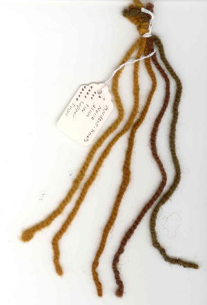 wool dyed with Phaeolus schweinitzii, with different mordants  L to R:  none, alum, tin, copper, iron. Dyeing by Susan Hopkins