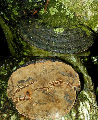 Phellinus igniarius, top and bottom