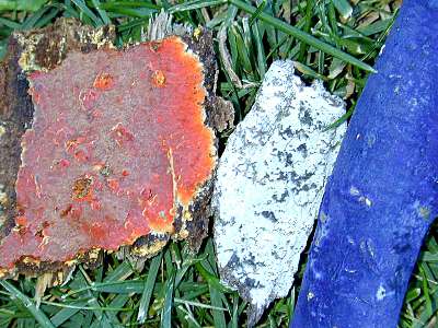 trio of partiotic fungi