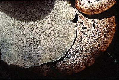 Polyporus squamosus top and bottom