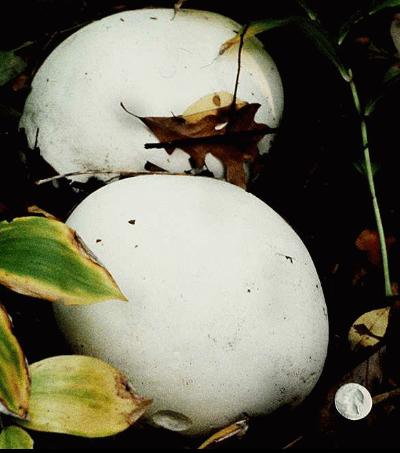 Calvatia gigantea with American quarter, which is about an inch across