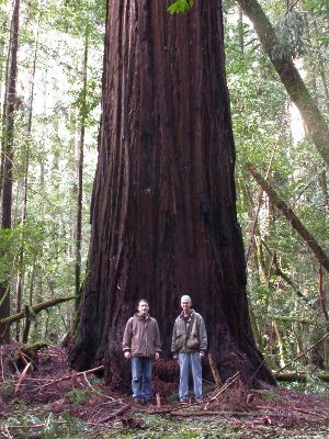 Dan Czederpiltz and Tom Volk with a giant redwood