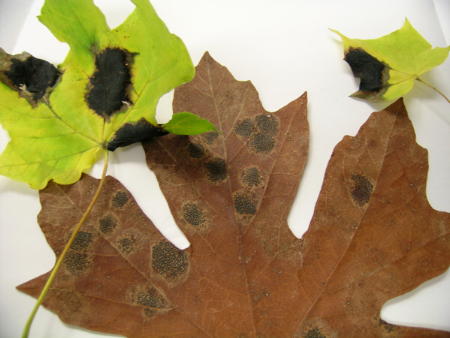 Rhytisma acerinum (green leaves) and R. punctatum (brown leaf), tar spot of maple