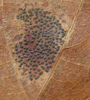 Rhytisma punctatum, tar spot of maple closeup