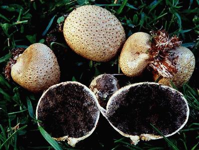 Scleroderma citrinum, the poison pigskin puffball